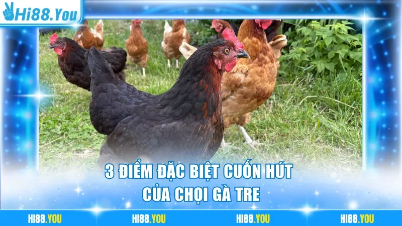 3 điểm đặc biệt cuốn hút của chọi kê tre