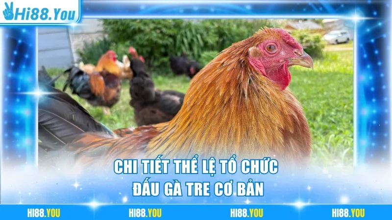 Chi tiết thể lệ tổ chức đấu gà tre cơ bản