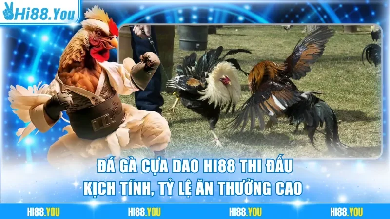 Đá gà cựa dao