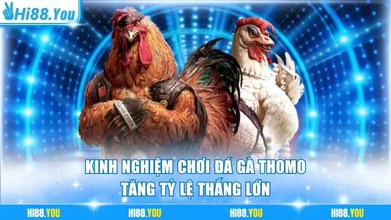 Mẹo hữu ích sư kê áp dụng rõ khi chơi đá gà Thomo